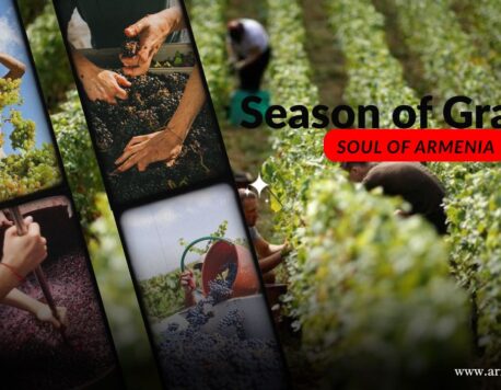 Հայի ու խաղողի պատմական կապը. բերքահավաքը և գինու մշակույթի շարունակությունը Հայաստանում